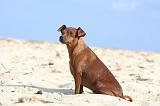 PINSCHER NAIN 067